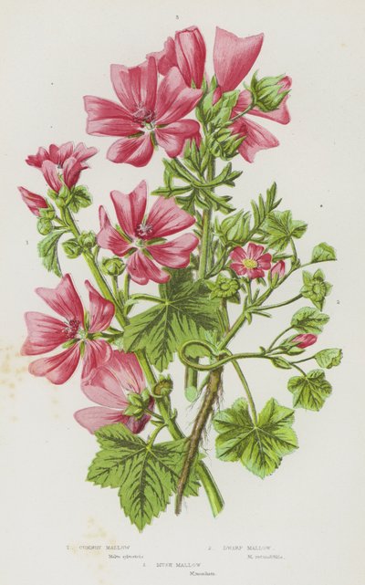 Blomstrende planter fra Storbritannia: Vanlig malva, dvergmalva, moskusmalva (fargelitografi) av English School
