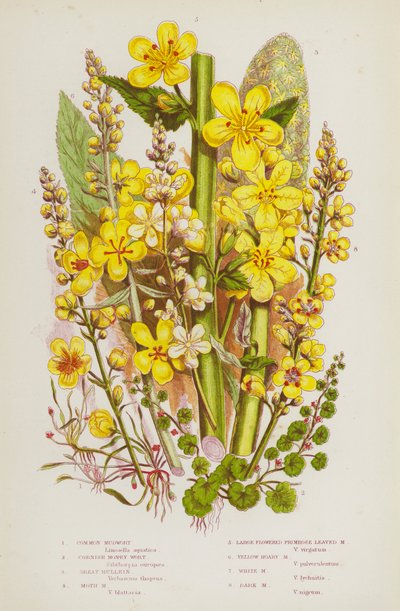 Blomstrende planter i Storbritannia: Vanlig mudwort, Cornish Money Wort, Great Mullein, Moth Mudwort, Storblomstret Primrose Leaved mudwort, Yellow Hoary mudwort, White mudwort, Dark mudwort (farge litho) av English School