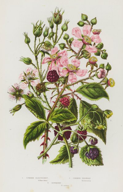 Blomstrende planter i Storbritannia: Bringebær, Bjørnebær, Duggbær (fargelitografi) av English School