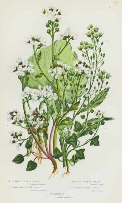 Blomstrende planter i Storbritannia: Vanlig skjørbuk, grønlandsk skjørbuk, engelsk skjørbuk, dansk skjørbuk, pepperrot (litho-farge) av English School