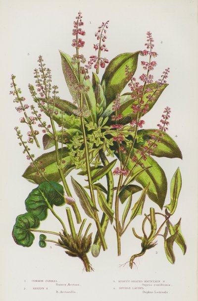 Blomstrende planter i Storbritannia: Vanlig syre, sauesyre, nyreformet fjellsyre, spurgelaurbær (fargelitografi) av English School