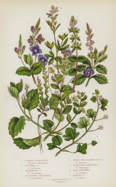 Blomstrende planter i Storbritannia: Common Speedwell, Mountain Speedwell, Germander Speedwell, Ivy-Leaved Speedwell, Green Procumbent Field Speedwell, Buxbaums Speedwell, Wall Speedwell, Vernal Speedwell, Blunt Fingered Speedwell (farge litho) av English School