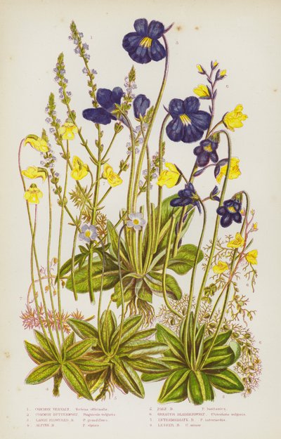 Blomstrende planter i Storbritannia: Vervain, vanlig smørurt, storblomstret smørurt, alpin smørurt, blek smørurt, stor blæreurt, mellomblæreurt, mindre blæreurt (fargelitografi) av English School