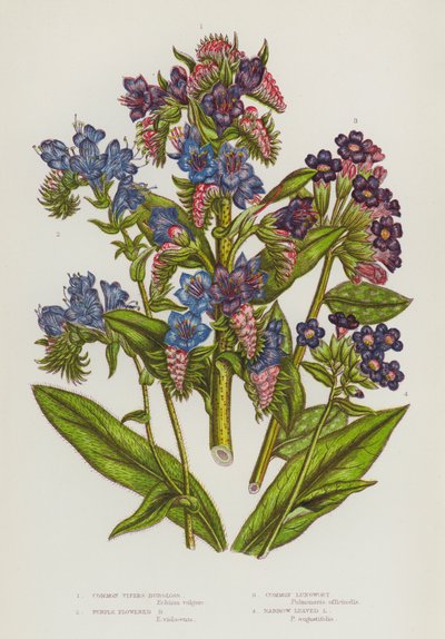 Blomstrende planter i Storbritannia: Vanlig vipersburgloss, lillablomstret burger, vanlig lungurt, smalbladet lungurt (fargelitografi) av English School