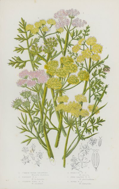 Blomstrende planter i Storbritannia: Vanlig vanndråpe, persille-vanndråpe, svovel-vanndråpe, hemlock-vanndråpe, finbladet vanndråpe, elve-vanndråpe (fargelitografi) av English School