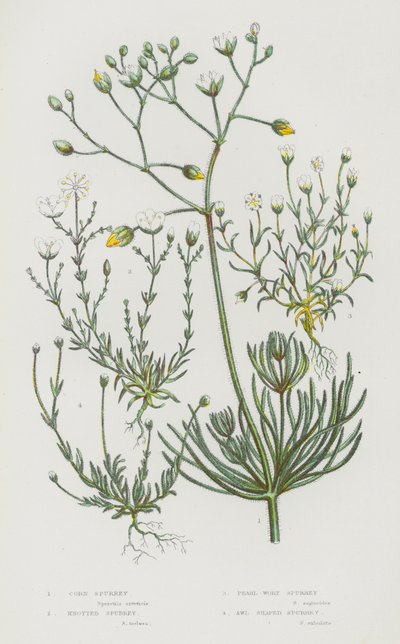 Blomstrende planter i Storbritannia: Corn Spurrey, Knotted Spurrey, Pearl-Wort Spurrey, Syleformet Spurrey (farge litho) av English School