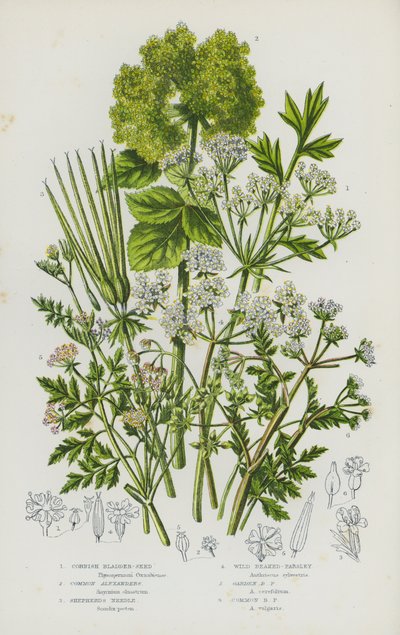 Blomstrende planter fra Storbritannia: Cornish Bladder-Seed, Common Alexander, Shepherd#39;s Needle, Vill nebbpersille, Hagenebbpersille, Vanlig nebbpersille (fargelitografi) av English School