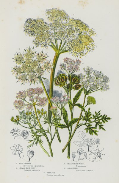 Blomstrende planter i Storbritannia: Cow-Parsnep, Small Hart-Wort, Great Hart-Wort, Koriander, Hemlock (farge litho) av English School