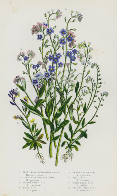 Blomstrende planter i Storbritannia: Krypende vannskorpiongress, krypende vannskorpiongress eller forglemmegei-ei, tuftet vannskorpiongress, klippeskorpiongress, oppreist skogskorpiongress, åkerskorpiongress, tidlig åkerskorpiongress, gul og B  av English School