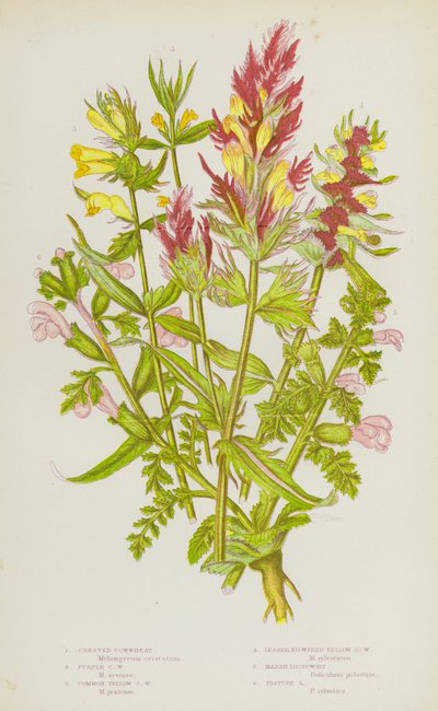 Blomstrende planter fra Storbritannia: Toppkuhvete, lilla kuhvete, vanlig gul kuhvete, mindre blomstergul kuhvete, sumplosus, beiteplosus (fargelitografi) av English School