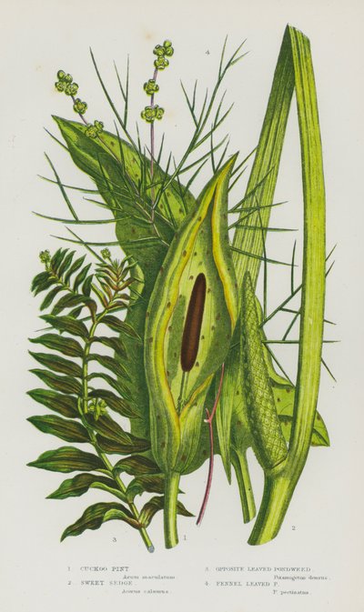 Blomstrende planter i Storbritannia: Gjøkpint, Sweet Sedge, Opposite Leaved Pondweed, Fennikelbladet Pondweed (farge litho) av English School