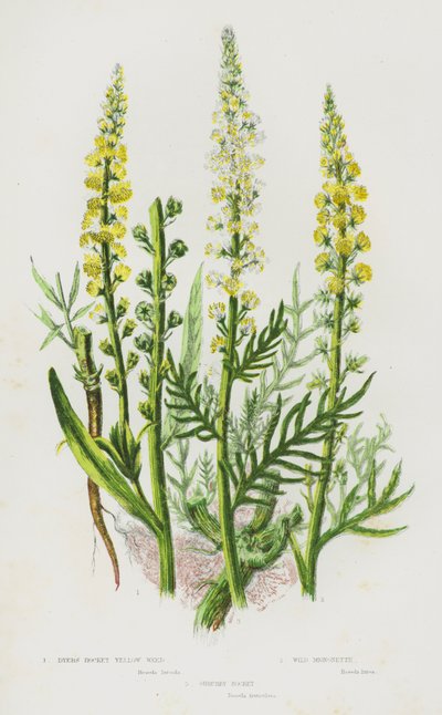 Blomstrende planter i Storbritannia: Dyer