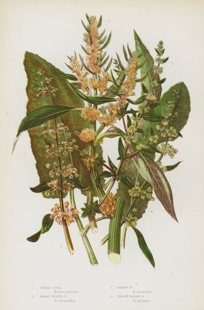 Blomstrende planter i Storbritannia: Fiddle Dock, Broad Leaved Dock, Golden Dock, Yellow Marsh Dock (farge litho) av English School