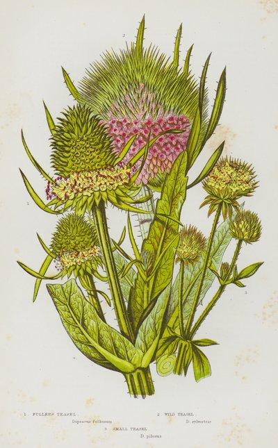 Blomstrende planter i Storbritannia: Fullers Teasel, Wild Teasel, Small Teasel (litho-farge) av English School