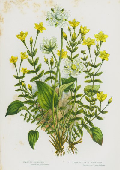 Blomstrende planter i Storbritannia: Grass of Parnassus, Linear-Leaved St John