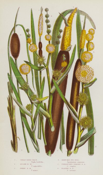 Blomstrende planter i Storbritannia: Stor siv-skvette, mindre siv-skvette, dverg-siv-skvette, forgrenet siv-siv, uforgrenet oppreist siv-siv, flytende siv-siv (fargelitografi) av English School