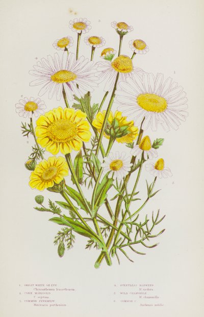 Blomstrende planter i Storbritannia: Great White Ox-Eye, Mais ringblomst, Feverfew, Duftfri Mayweed, Vill Kamille, Vanlig Kamille (farge litho) av English School