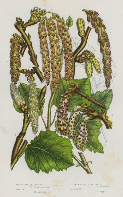 Blomstrende planter i Storbritannia: stor hvit poppel, grå poppel, skjelvende poppel eller osp, svart poppel (farge litho) av English School