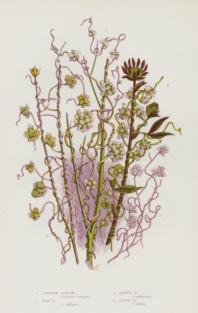 Blomstrende planter i Storbritannia: Stor silke, linsilke, mindre silke, kløversilke (fargelitografi) av English School