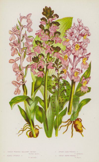 Blomstrende planter i Storbritannia: Grønnvinget engorkidé, tidlig lilla orkidé, dvergmørkvinget orkidé, stor brunvinget orkidé (fargelitografi) av English School
