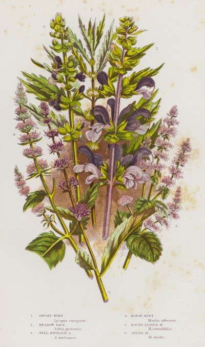 Blomstrende planter fra Storbritannia: Sigøynerurt, engsalvie, vill engelsk salvie, hestemynte, rundmynte, spydmynte (fargelitografi) av English School
