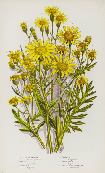 Blomstrende planter i Storbritannia: Inelegant ragwort, grå rappwort, vanlig rappwort, myr rappwort, stormyr rappwort, bredbladet jordsel (farge litho) av English School