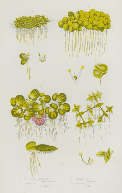 Blomstrende planter i Storbritannia: Ivybladede andemat, mindre andemat, storandmat, gibbous andmat (farge litho) av English School