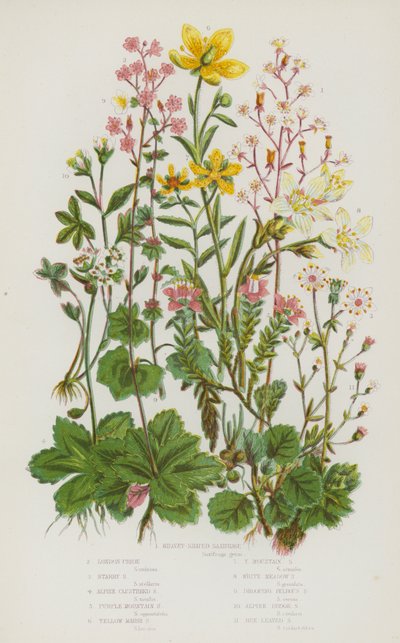 Blomstrende planter i Storbritannia: Nyreformet saxfrage, London Pride, Starry Saxifrage, Alpine Clustered Saxifrage, Purple Mountain Saxifrage, Yellow Marsh Saxifrage, Yellow Mountain Saxifrage, White Meadow Saxifrage, Drooping Bulbous Saxifrage, Alpin av English School