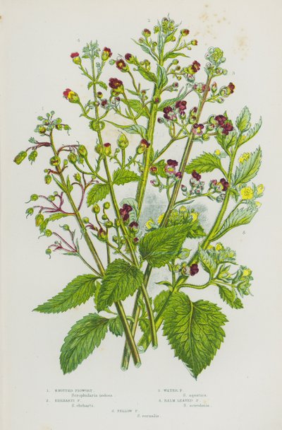 Blomstrende planter fra Storbritannia: Knutete figurt, Ehrharti figurt, Vann figurt, Balsambladet figurt, Gul figurt (fargelitografi) av English School
