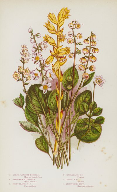 Blomstrende planter i Storbritannia: store blomsterblomster, taggete vintergrønne, rundbladede vintergrønne, middels vintergrønne, mindre vintergrønne, gule fuglereir (farge litho) av English School