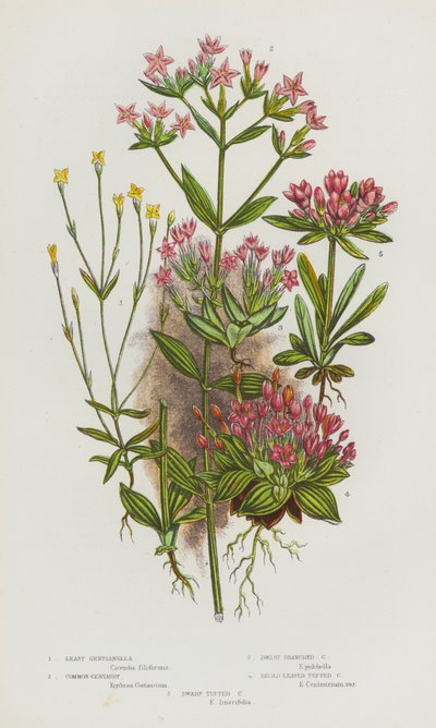 Blomstrende planter i Storbritannia: Least Gentianella, Common Centaury, Dwarf Branched Centaury, Broad Leaved Tufted Centaury, Dwarf Tufted Centaury (farge litho) av English School