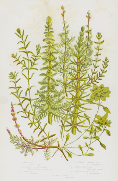 Blomstrende planter i Storbritannia: Mares Tall, Whorled Water Milfoil, Pigged Water Milfoil, Alternativt Flowered Water Milfoil, Water Star-wort, Pedunculated Water Star Wort, Autumnal Water Sort Wort (farge litho) av English School