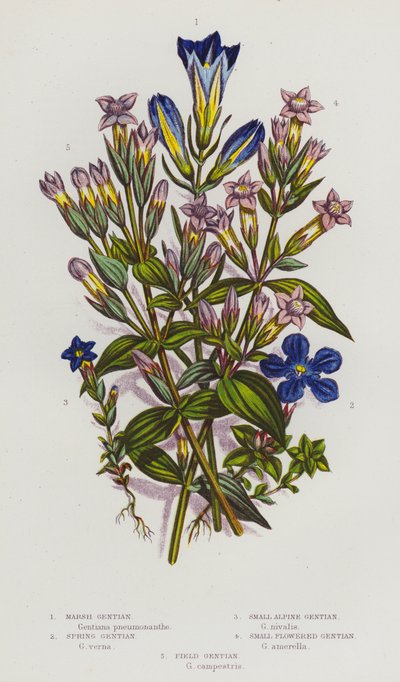 Blomstrende planter fra Storbritannia: Sumpgentiana, vårgentiana, liten alpentiana, småblomstret gentiana, åkergentiana (fargelitografi) av English School