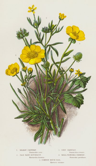 Blomstrende planter i Storbritannia: Engkråkefot, blekhåret smørblomst, kornkråkefot, småblomstret kråkefot, vanlig musehale (fargelitografi) av English School