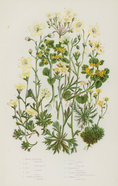 Blomstrende planter i Storbritannia: mosebræk, mosebræk, mosebræk, mosebræk, tuftet alpinbræk, tuftet alpebræk, mosealpebræk, geraniumsaksebræk, gylden saksebræk, vanlig gyllen saksebræk (farge litho) av English School