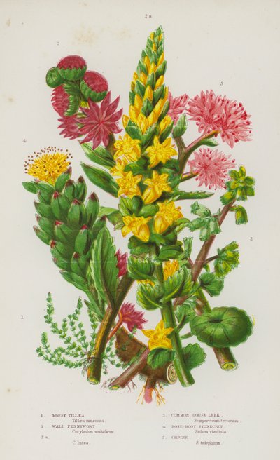 Blomstrende planter i Storbritannia: Mossy Tillaea, Wall Pennywort, Wall Pennywort, Common House Purre, Rose-Root Stonecrop, Orpine (farge litho) av English School