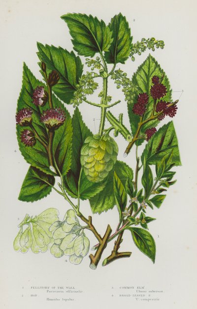 Blomstrende planter i Storbritannia: Pellitory of the Wall, humle, vanlig alm, bredbladalm (fargelitografi) av English School