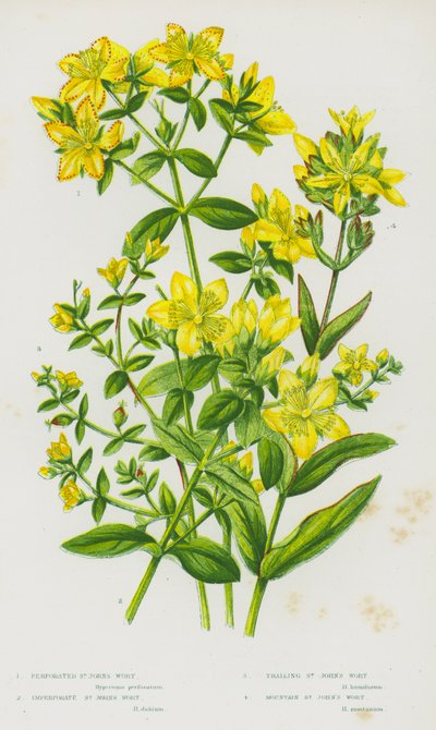 Blomstrende planter fra Storbritannia: Perforert johannesurt, uperforert johannesurt, slyngeprik johannesurt, fjelljohannesurt (fargelitografi) av English School
