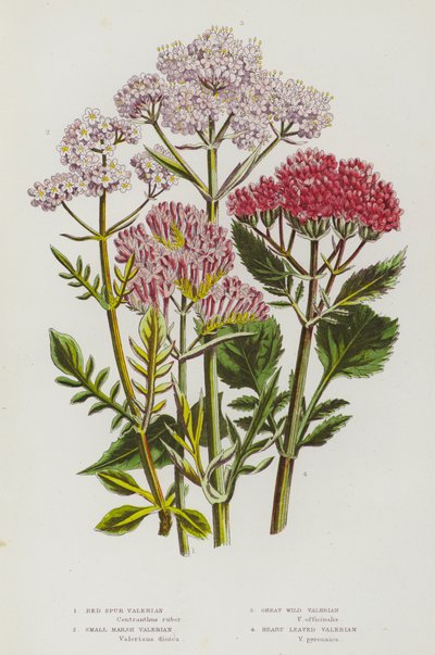 Blomstrende planter i Storbritannia: Red Spur Valerian, Small Marsh Valerian, Great Wild Valerian, Heart Leaved Valerian (farge litho) av English School