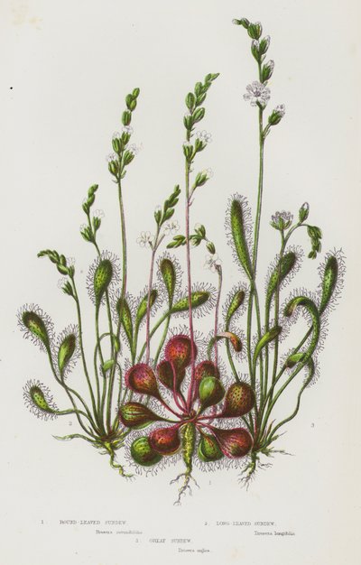 Blomstrende planter i Storbritannia: Rundbladet sundew, langbladet sundew, stor sundew (fargelitografi) av English School
