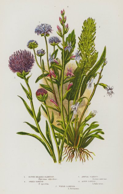 Blomstrende planter i Storbritannia: Rundhodet rampion, piggete rampion, ettårig skabb, skarp lobelia, vannlobelia (fargelitografi) av English School