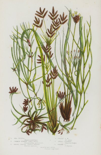 Blomstrende planter fra Storbritannia: Havruppia, vanlig hornetang, bredbladetang, dvergtang, søt cyperus, brun cyperus, svartmyrsiv (fargelitografi) av English School