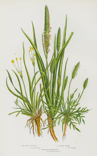Blomstrende planter i Storbritannia: Strandplantain, Bucks Thorn, Plantain Shoreweed (fargelitografi) av English School