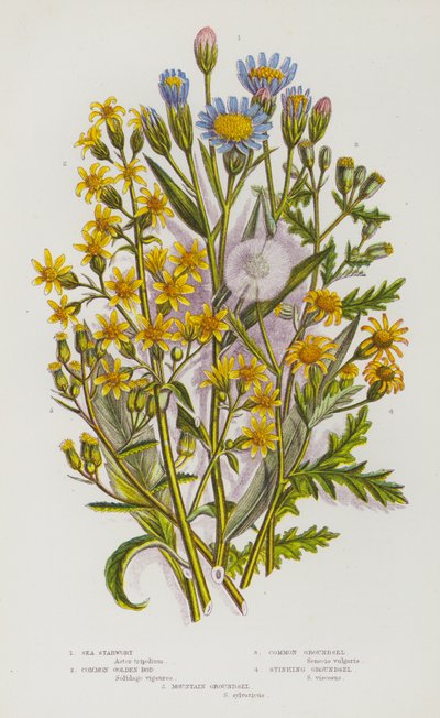 Blomstrende planter i Storbritannia: Sea Starwort, Common Golden Rod, Common Groundsel, Stinking Groundsel, Mountain Groundsel (farge litho) av English School