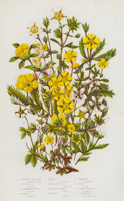 Blomstrende planter i Storbritannia: Buskfink, sølvgress, jordbærblomstrende fink, gråfink, vårfink, oransje alpefink, sagbladet hårete fink, krypende fink, tepperot, hvit fink, tre  av English School