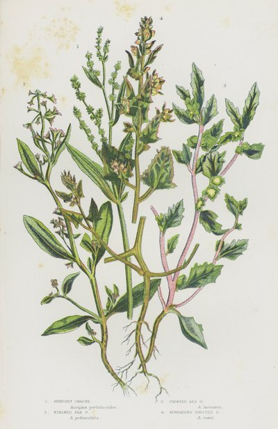 Blomstrende planter i Storbritannia: Buskmelon, Stengelmelon, Frostetmelon, Spredende Fruktmelon (fargelitografi) av English School