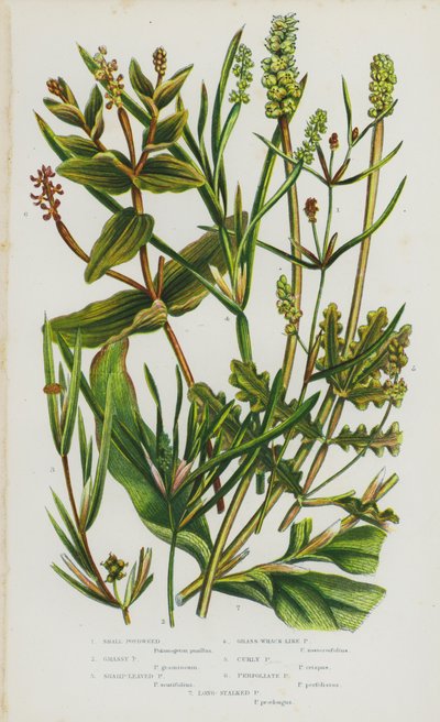 Blomstrende planter i Storbritannia: Små tjern, gresskledd tjern, skarpbladet tjern, gresstang-lignende tjern, krøllet tjern, perfoliate tjern, langstilket tjern (farge litho) av English School