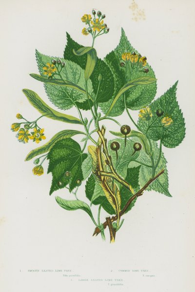 Blomstrende planter i Storbritannia: glattbladet limetre, vanlig limetre, stort bladlimetre (farge litho) av English School