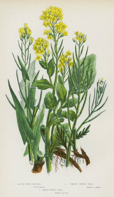 Blühende Pflanzen Großbritanniens: Glatter Turm-Senf, Gemeine Winterkresse, Frühe Winterkresse von English School