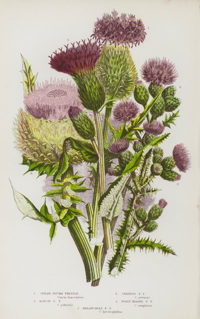 Blomstrende planter fra Storbritannia: Spydfjærtistel, Myrfjærtistel, Krypfjærtistel, Uldhodetfjærtistel, Melancholic Plume Tistel (fargelitografi) av English School